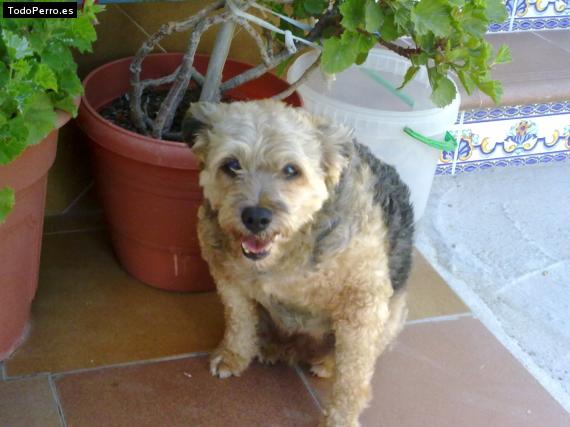 La foto del perro