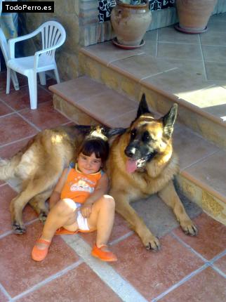 La foto del perro