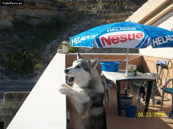 La foto del perro