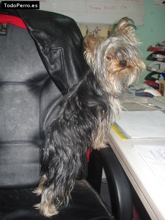 La foto del perro