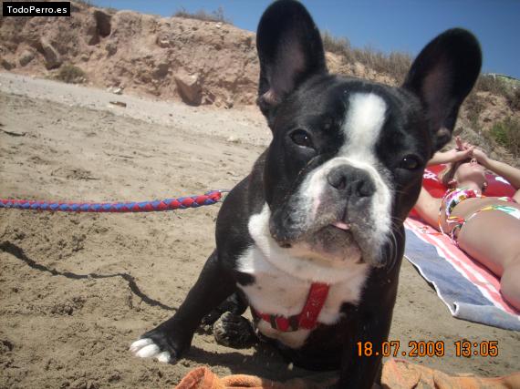 La foto del perro