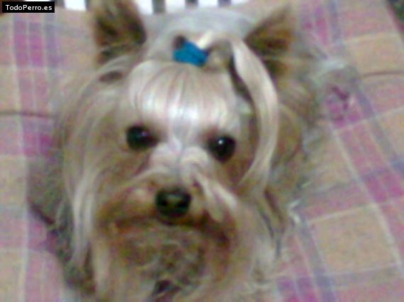 La foto del perro