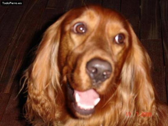 La foto del perro