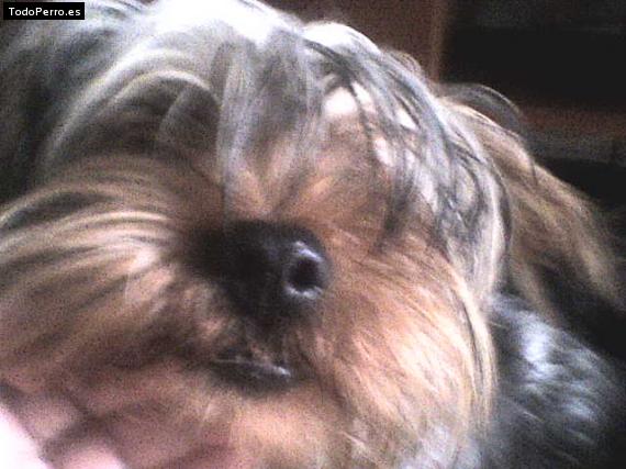 La foto del perro