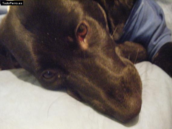 La foto del perro