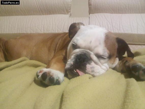 La foto del perro