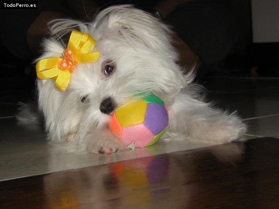 La foto del perro
