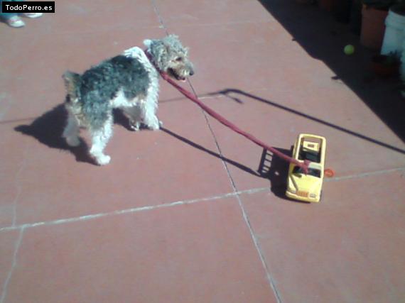 La foto del perro