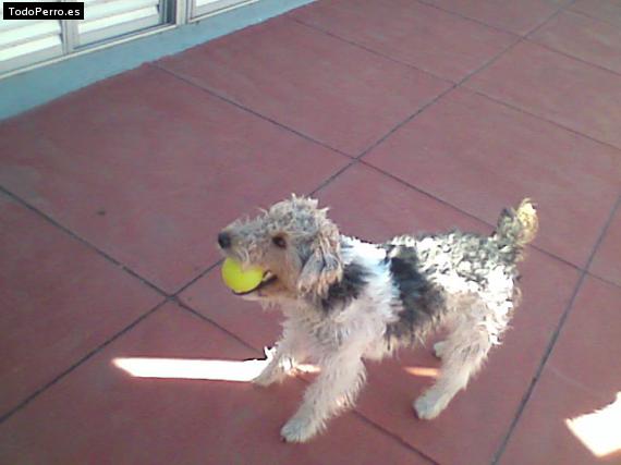 La foto del perro