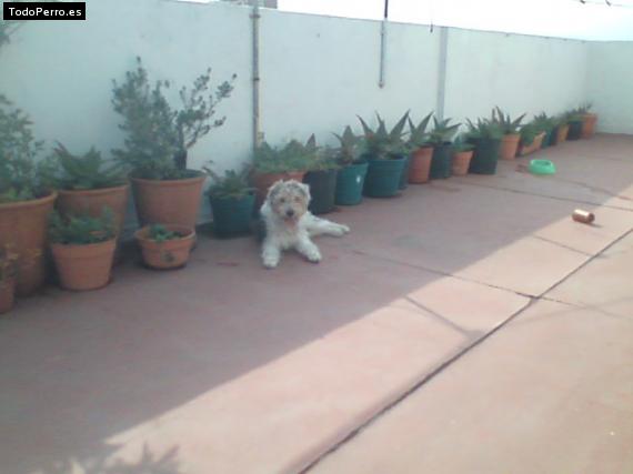 La foto del perro