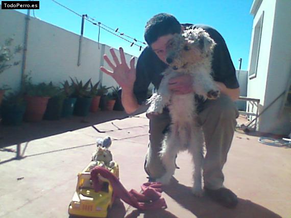 La foto del perro
