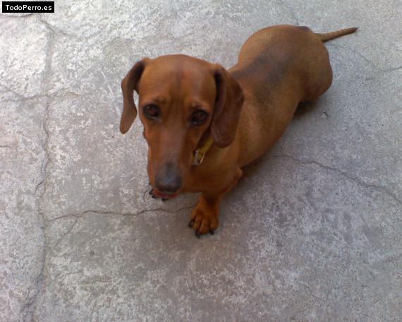 La foto del perro