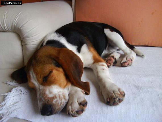 La foto del perro