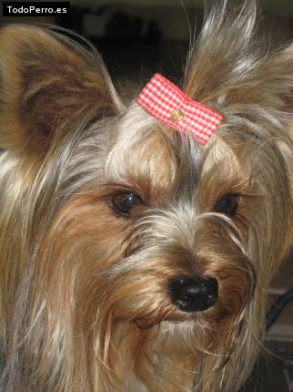 La foto del perro