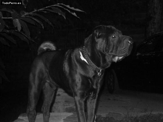 La foto del perro