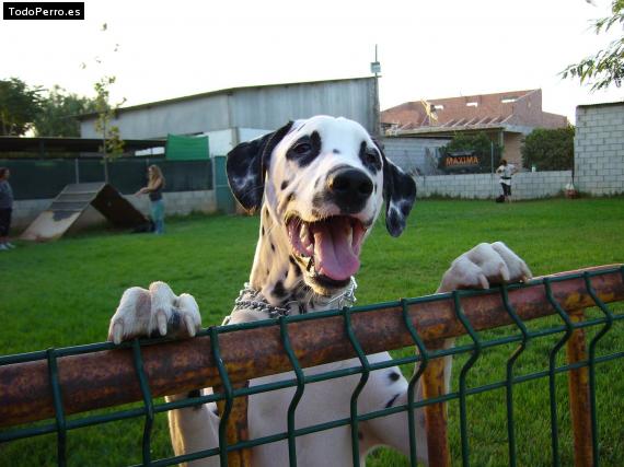 La foto del perro