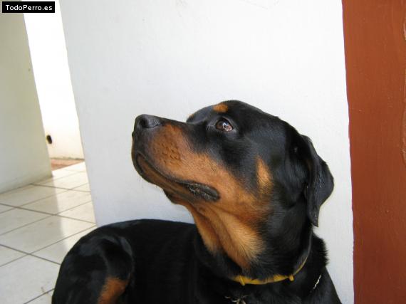 La foto del perro
