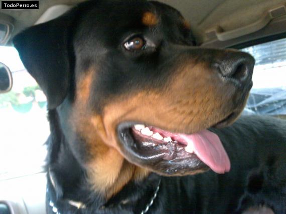 La foto del perro