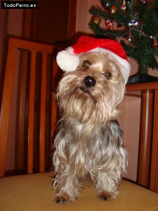 La foto del perro
