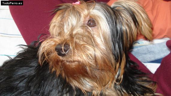 La foto del perro