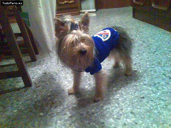 La foto del perro