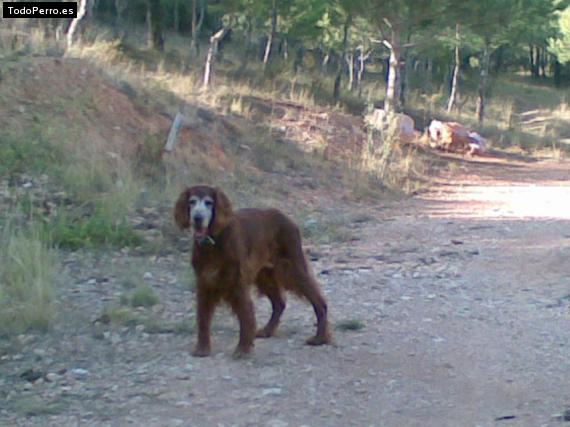 La foto del perro