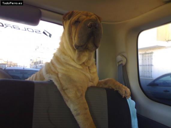 La foto del perro