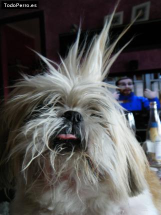 La foto del perro