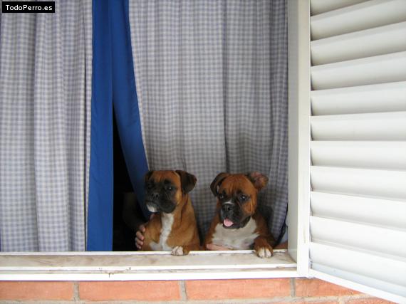 La foto del perro