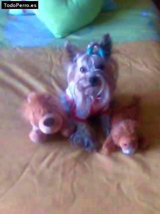 La foto del perro