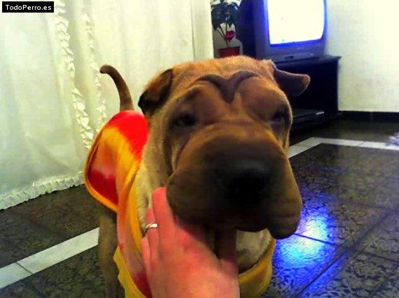 La foto del perro