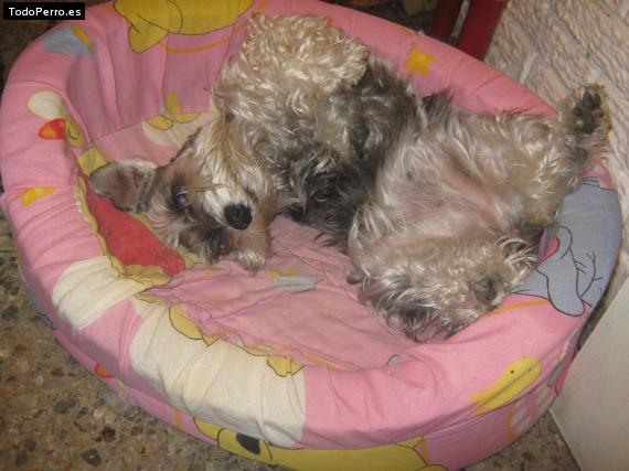 La foto del perro
