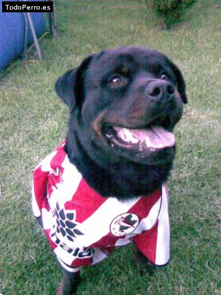 La foto del perro