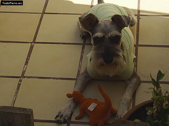 La foto del perro