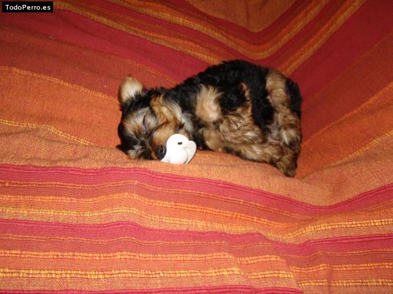 La foto del perro