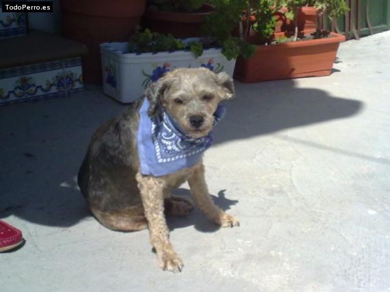 La foto del perro