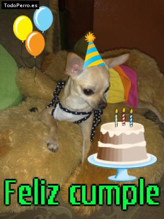 La foto del perro