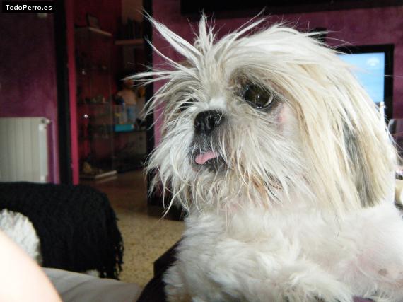 La foto del perro