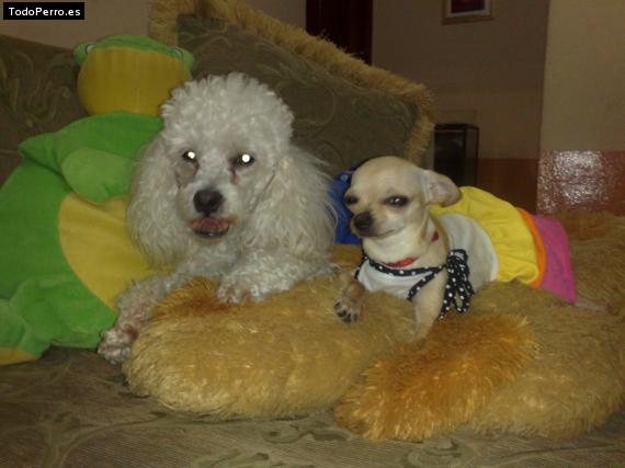 La foto del perro