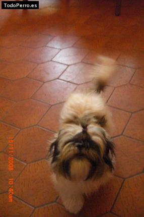 La foto del perro