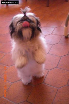 La foto del perro