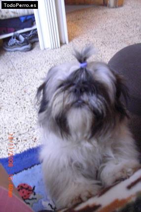 La foto del perro