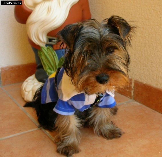 Foto del perro Morgan