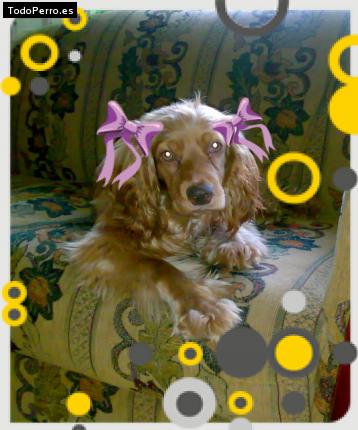 La foto del perro