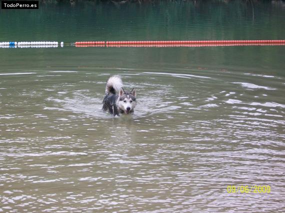 La foto del perro