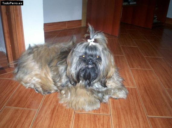 La foto del perro