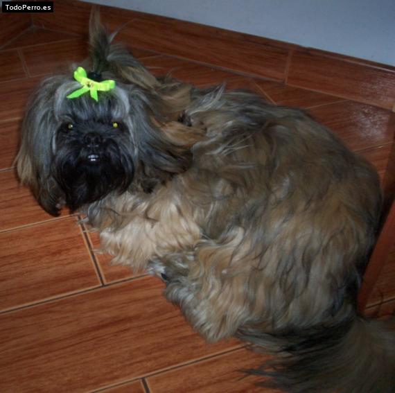 La foto del perro