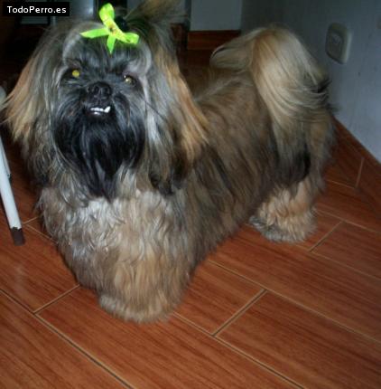 La foto del perro