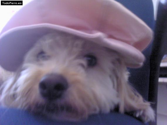 La foto del perro