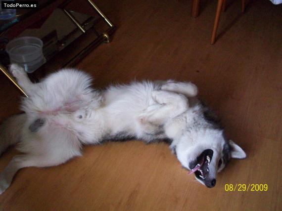 La foto del perro